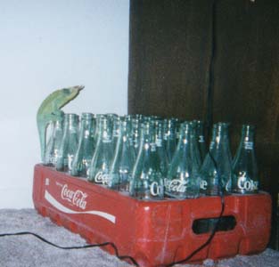 Marvin the Chameleon on some Coke Bottles