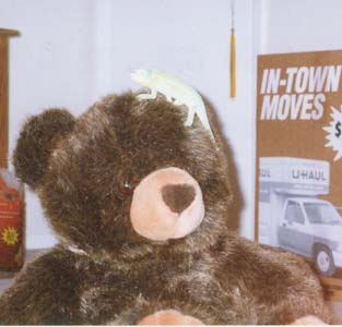 Marvin the Chameleon on a Teddy Bear
